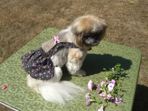 Joybies חצאית פרחים פרחונית גדולה לכלב נקבה
