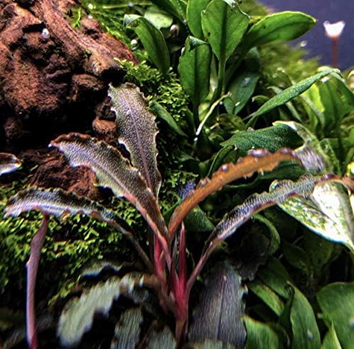 מיינאם בוצפלנדרה גודזילה רופפת צמח אקווריום חי לקישוטי מיכל דגים של מים מתוקים