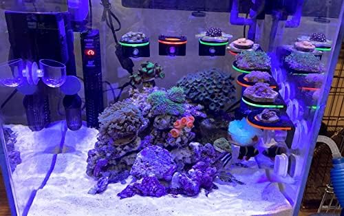 2 יחידות ניאון קורל שברג מחזיק אקריליק אלמוגים מתלה עם יניקה כוס ופלסטיק ברגים אקווריום טיפוח חי אלמוגים