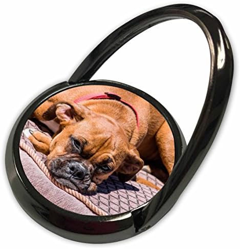 3drose danita delimont - כלבים - מתאגרף מחכה - טבעת טלפון