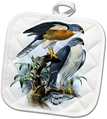 3drose Sparrowhawk Birds of Prey Vintage Art - Hawk Bird. - פוטולדרים