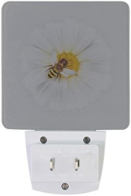 סט של 2 דייזי לבן עם פרח קמומיל דבורה בחרקים דבורת דבש על חיישן אוטומטי לבן הוביל בין הערביים לשחר לילה