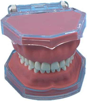 Lemita Topodont שיניים מודל שיניים שיניים הוראה מודל הדמיה
