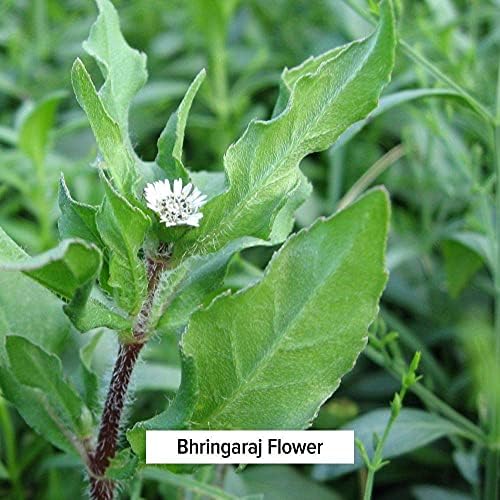 Banyan Botanicals אבקת Bhringaraj-אבקת צמחים אורגנית לשיער יפהפה-למוח רגוע ושיער בריא, ציפורניים, עצמות ושיניים*-½