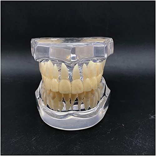 Kh66zky שיניים שיניים הדגמה שיניים דגם חניכיים למבוגרים שקופים לימוד שיניים לימוד שיניים לימוד דגם טיפוס