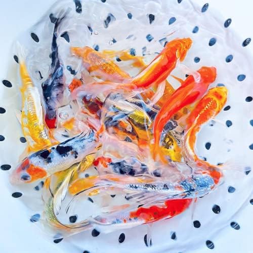 טולדו דג זהב פרפר סנפיר קוי מ, מגוון רחב של צבעים ודפוסים-מושלם עבור בריכות או אקווריומים -