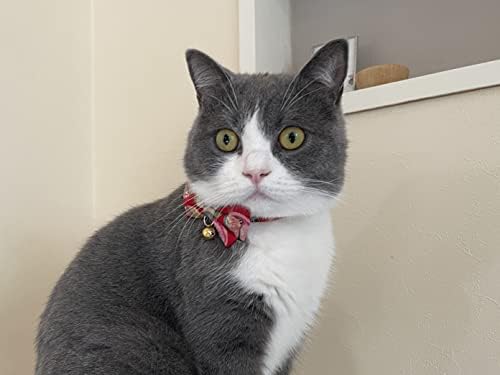 צווארון חתול עניבת פרפר טמארי