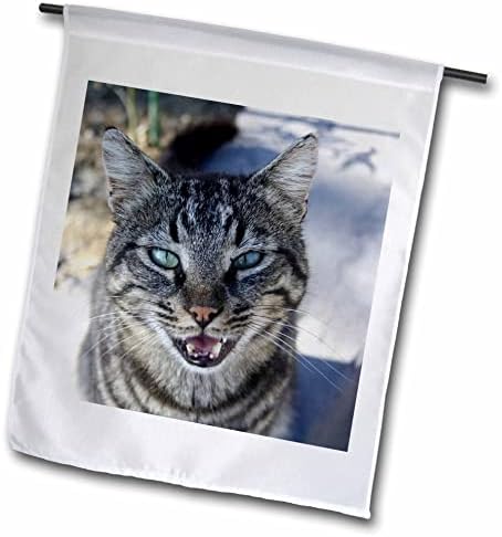 3רוז חתול פטפטן מצייץ צילום חיות מחמד-דגלים