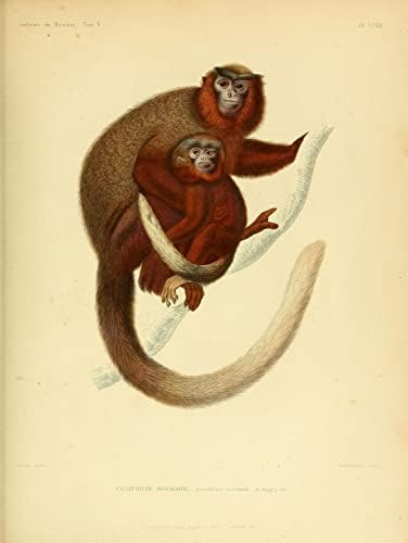 אדום בערות אדומות טיטי קוף קוף וינטג 'חיות בר כיתת טבע עיצוב משרד זואולוגיה איור עתיק פוסטר הדפסת אמנות יפה -