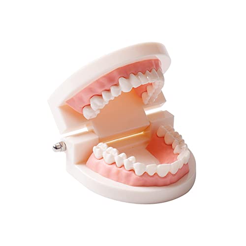 שיניים למבוגרים סטנדרטי שיניים דגם הוראת אספקת מחקר לילדים טיפודונט הפגנה שנן דגם