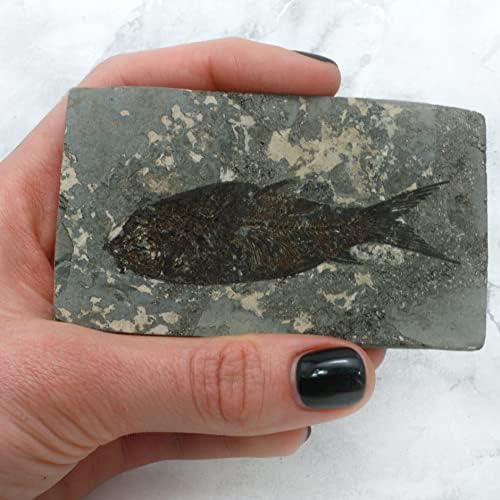 Crystalage Jianghanichthys - קופסת מתנה לדגים מאובנים