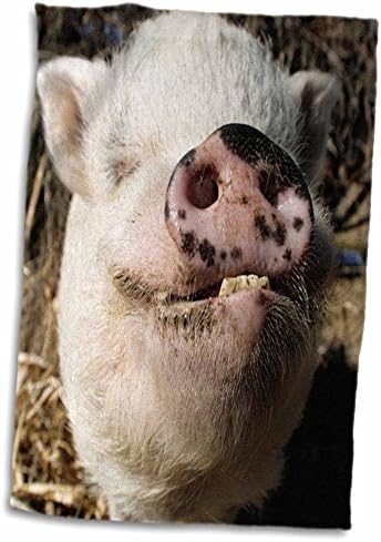 3ד רוז פוט פוט חזיר-חוות חיות-ניו מקסיקו-לָנוּ32 ג 'יי. אם. אר 0497-ג 'וליאן מק' רוברטס יד/מגבת