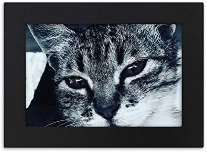 חיה Diythinker חיה מגניבה צילום חתול אפור שולחן עבודה שולחן עבודה קישוטי מסגרת תמונה מתנה לציור אמנות מתנה