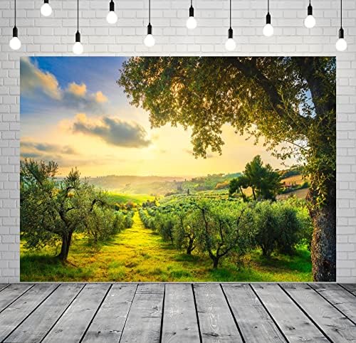 רקע עצי זית כפרי מבד בלקו 6 על 4 רגל לצילום מטעי זיתים גבעות מתגלגלות ושדות ירוקים בשקיעה טוסקנה איטליה