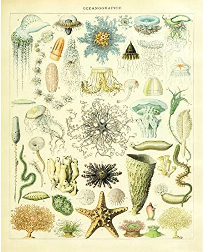 מיישה אמנות בציר פוסטר הדפסת ביולוגיה בוטני מדע פירות פרחים פורח פרחוני קיר תפאורה דגים עמוק ים