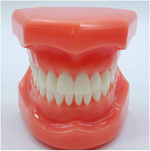 מודל שיניים סטנדרטי של KH66Zky - דגם שיניים סטנדרטי למבוגרים הדגמה לימוד לימוד מודל שיניים -