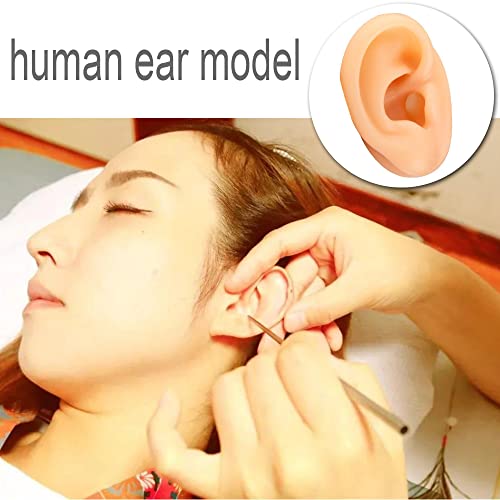 הדמיית מודל אוזן אנושית מלאכותית ימנית אנושית אוזן סיליקון אוזן