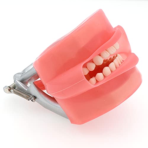 דגם תקן שיניים M8011 עם 28 יחידות בורג נשלף שיניים רכות חניכיים תרגול מילוי טיפוסונט ​​עם סימולציה