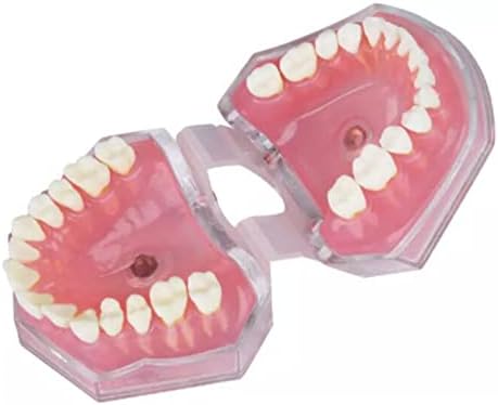 מודל שיניים אוראלי של kh66zky - מודל צחצוח שיניים - לציוד לימוד שיניים ציוד תצוגה נקייה כלי הדגמה סטנדרטית למבוגרים