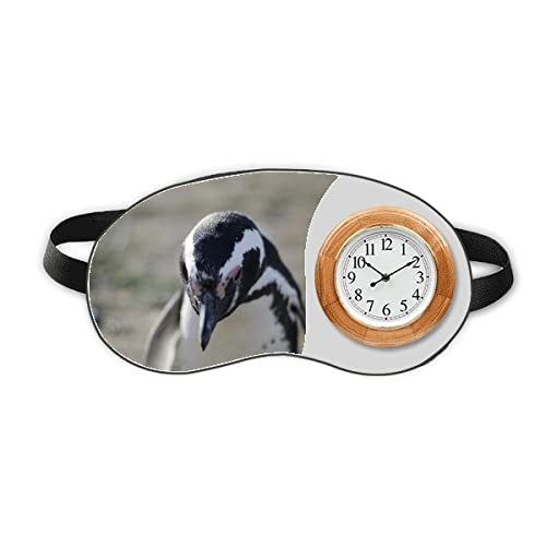 פינגווינים חמודים מדעי טבע תמונה שינה ראש עיניים שעון נסיעות צלף גוון